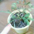 20070701_1748_000.jpg