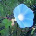 20070827_0604_000.jpg