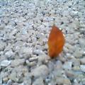 20070909_0609_000.jpg