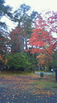 青葉城の紅葉.jpg